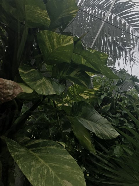 Tropical Foliage Takes Over Indoors