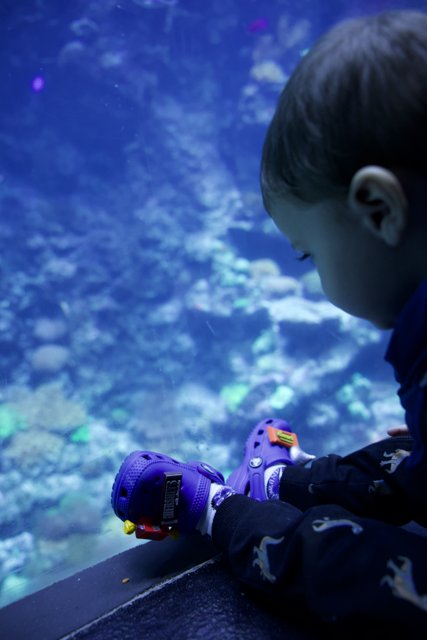 Innocent Fascination: A Child's Discovery at the Aquarium