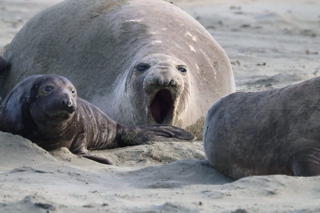 Elephant Seal Family at Drakes Beach