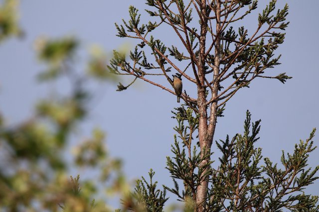 Small Songbird Perched on Evergreen Branch at Dawn