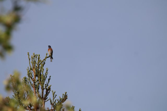 Robin Perched on Cedar Branch Against Clear Sky