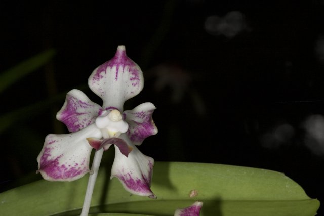 Majestic orchid in the darkness