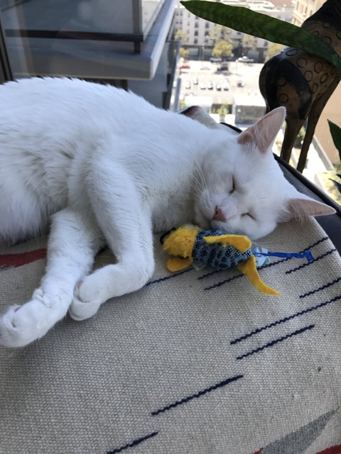 Snoozing with a toy