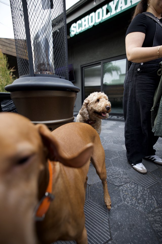 Two Dogs Meeting Outside Schoolyard Cafe