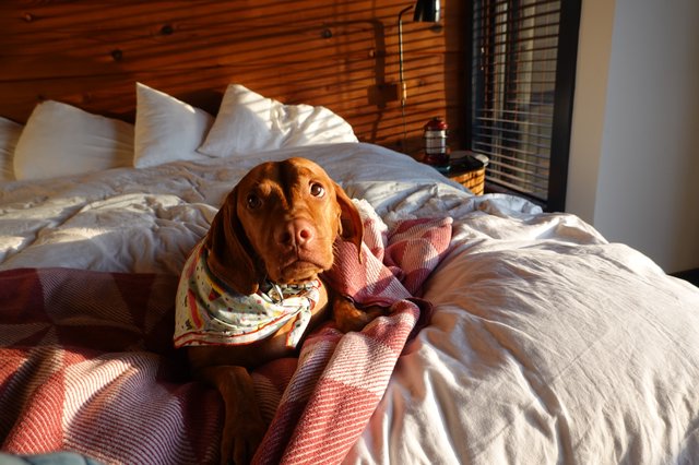 Cozy Dog Relaxing on Sunlit Bed