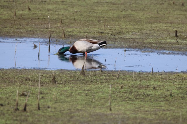 Male Mallard Duck Foraging in Shallow Wetland Pool