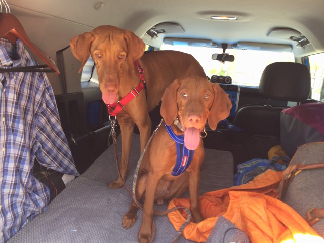 Canine Road Trippers