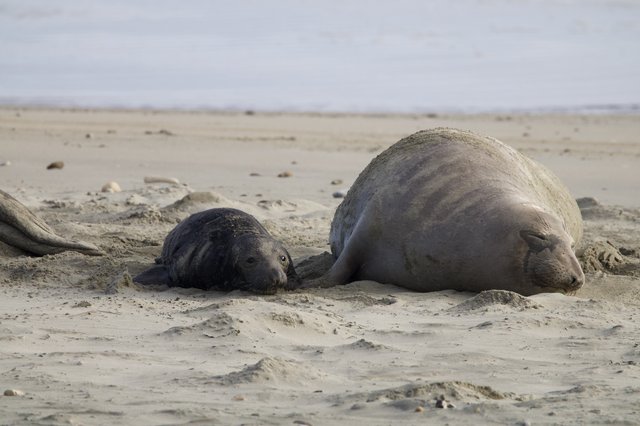 Elephant Seal Mother and Pup Resting on Sandy Beach