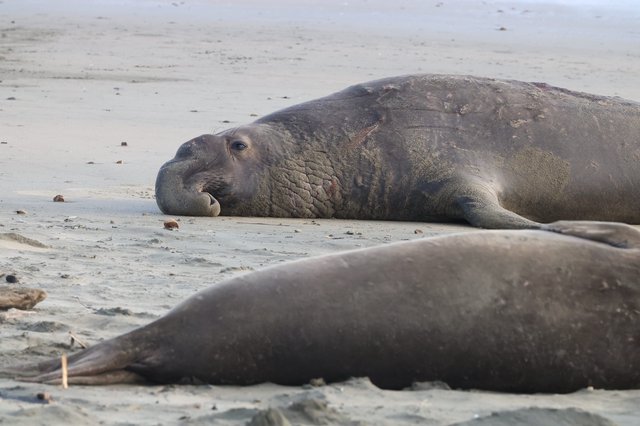Elephant Seals Resting on Sandy Beach at Drakes Beach