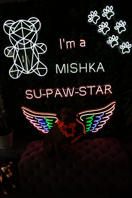 Becoming a Misha Star
