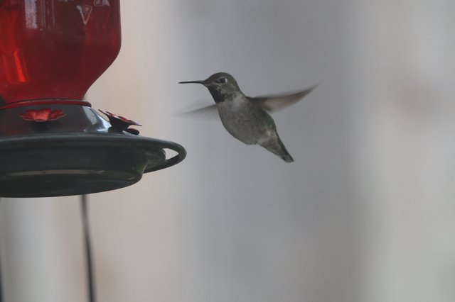 Anna's Hummingbird Hovering at Backyard Feeder
