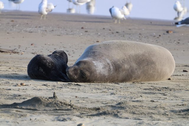 Elephant Seal Mother and Pup Bonding on Sandy Beach