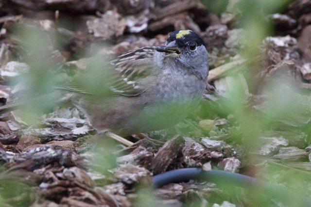 Curious Sparrow in a Woodland Glade
