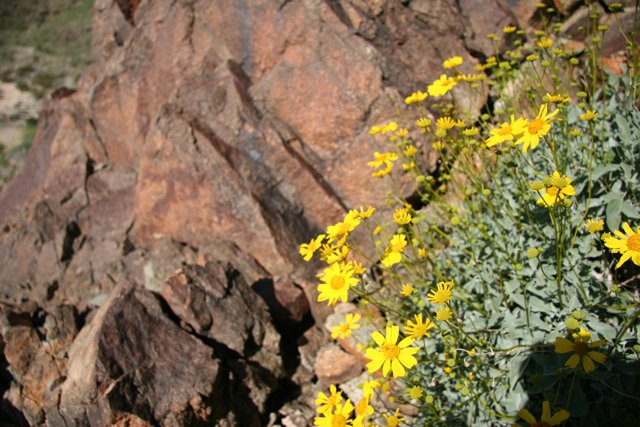 Sunny Yellow Daisies on a Rocky Cliff
