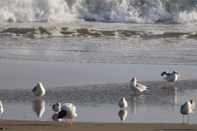 Seagulls Resting on Wet Sandy Beach with Incoming Waves