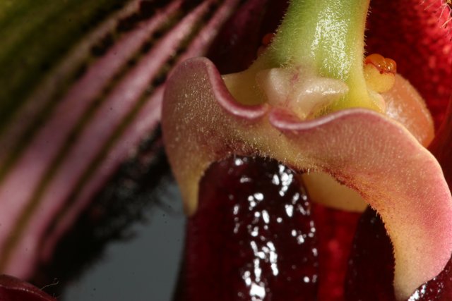 Open-Mouthed Orchid