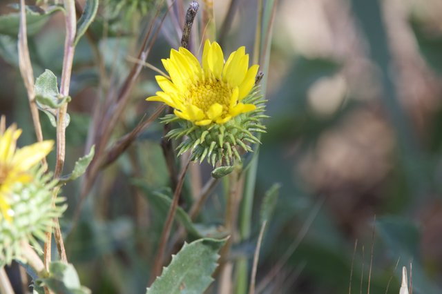 Spiny Gumweed Blooms on Mount Diablo Slopes