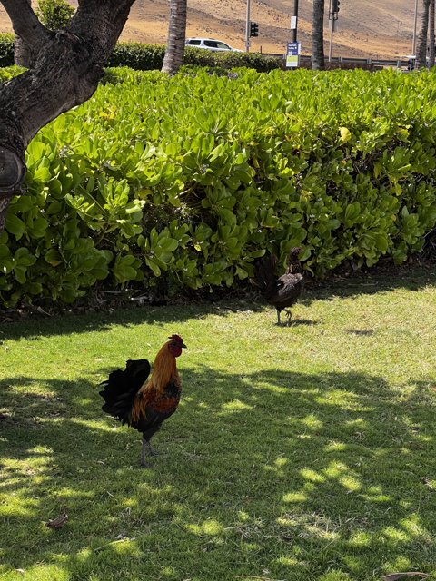Chicken and Rooster in the Grass