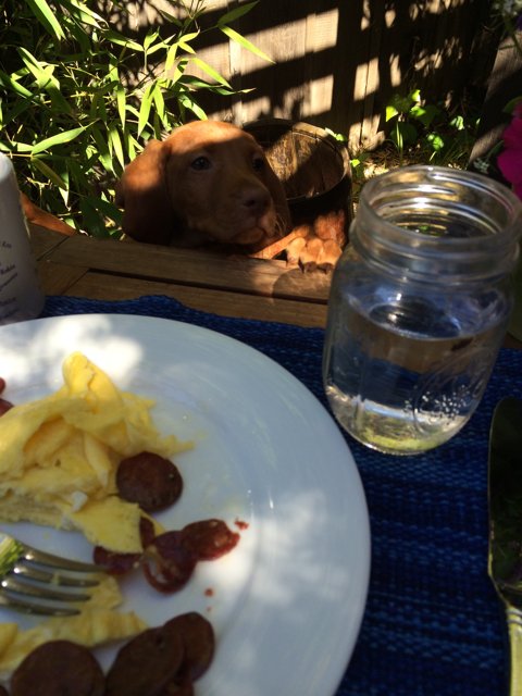 Delicious canine-friendly meal
