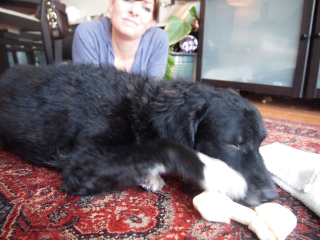 Black Dog Gnaws Bone While Owner Watches Fondly