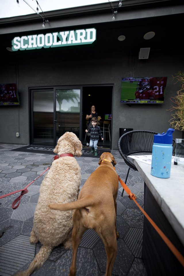 Two Dogs Greeting Child at Dog-Friendly Schoolyard Venue