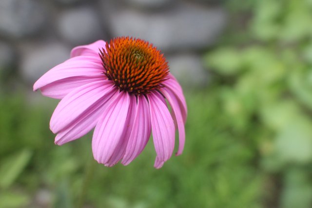 Pink Daisy Blossoming