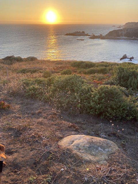 Serene Canine on the Coastal Cliffs
