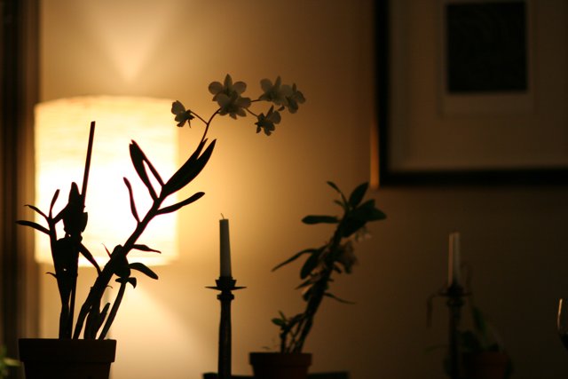 Floral and Candlelight Delights