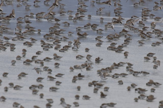 Symphony in Flight