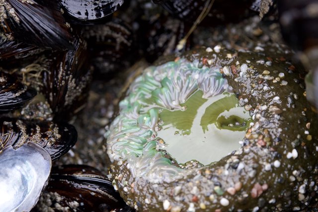 Giant Green Anemone Blooms in Rocky Tide Pool