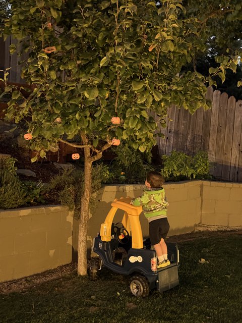 Adventurous Evenings in the Backyard