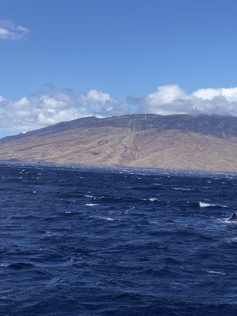 Majestic Whale in the Waters of Hawaiʻi