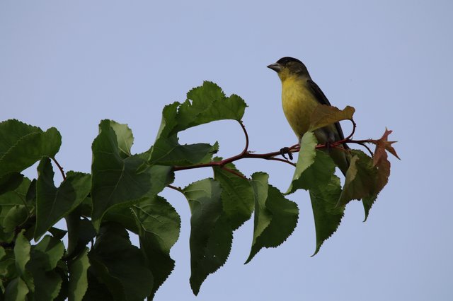 Lesser Goldfinch Perched on Sunflower Branch at Dusk