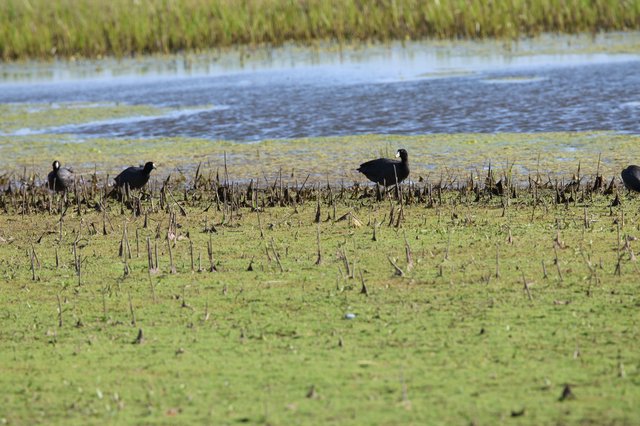 American Coots Foraging in Harvested Rice Field Wetland
