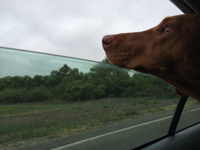 Road Trip with Man's Best Friend
