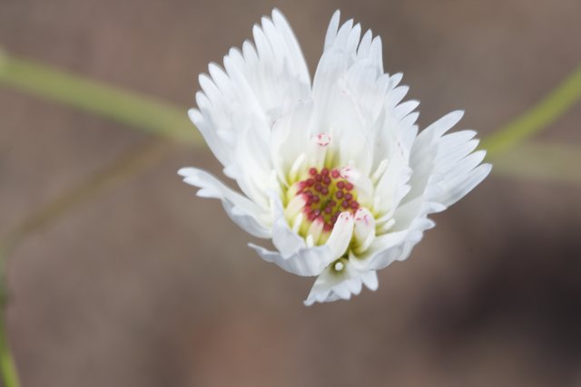 Red-Centered White Daisy