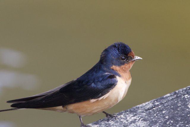 A Moment with a Feathered Jewel