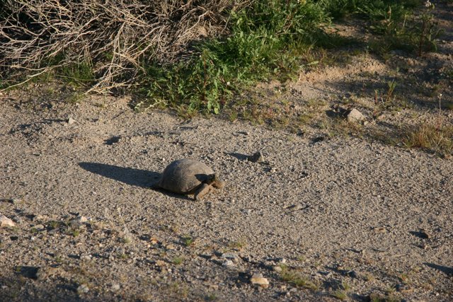 Box Turtle on the Move