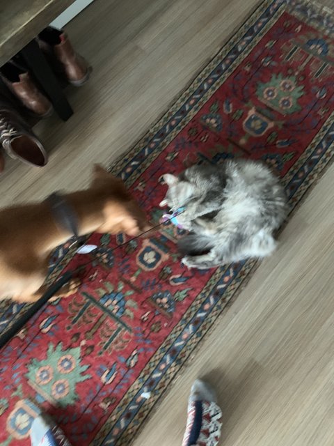 Dog and Cat playing with Toy on Hardwood Floor