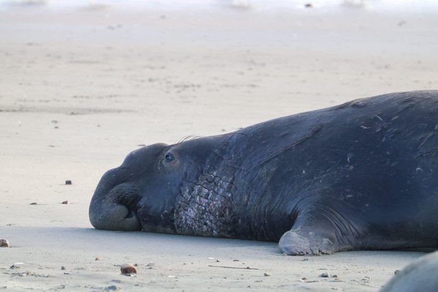 Resting Elephant Seal on Drakes Beach Shore