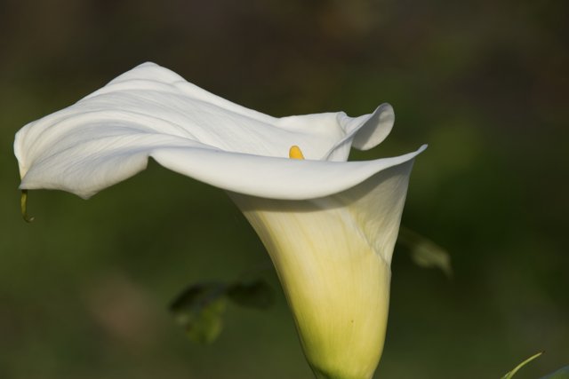 Resplendence of the Calla Lily