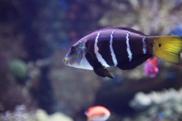 Striped Angelfish in the Aquarium