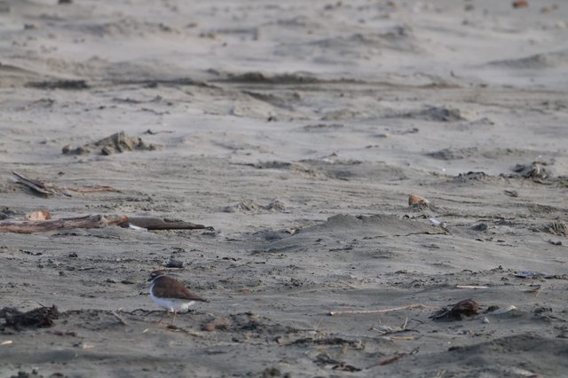 Lone Shorebird Foraging on Drift-Strewn Beach at Drakes Beach