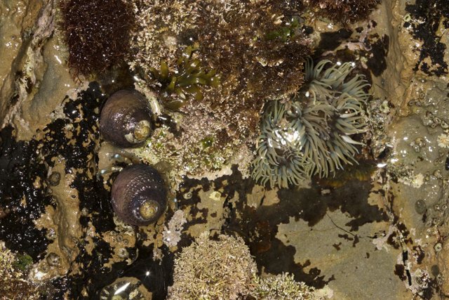 Anemones and Sea Urchins: Life on the Rocks