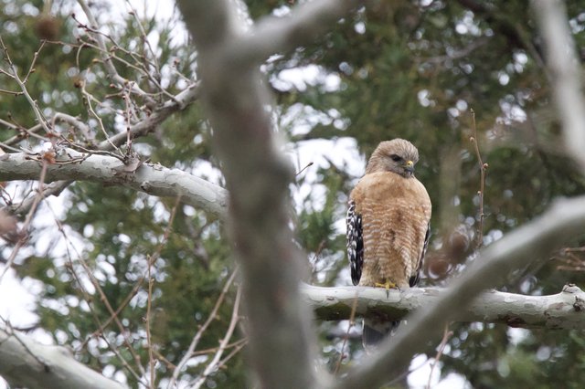 Red-Shouldered Hawk Perched in Winter Forest