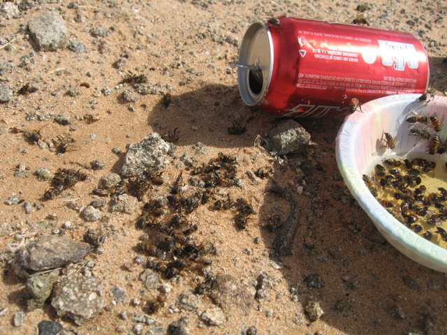 Ants Take Over Soda Can