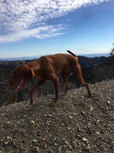A Canine Adventure in Westridge-Canyonback