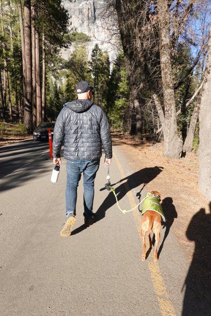 Walking the Dog in the Yosemite Forest