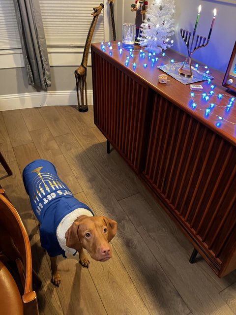 Festive Pup in Blue