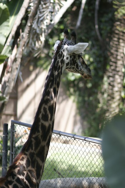 Majestic Giraffe at the Zoo